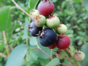 Amelanchier alnifolia "Honeywood" - Erlenblättrige Felsenbirne